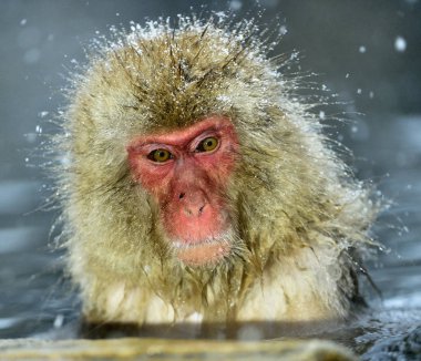 Doğal sıcak bahar kar maymun. Japon makak (bilimsel adı: Macaca fuscata), kar maymun olarak da bilinen.