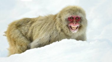 Kar üzerinde kar maymun. Kış sezonu. Japon makak (bilimsel adı: Macaca fuscata), kar maymun olarak da bilinen.