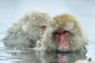 Doğal kaplıca'da kar maymun. Temizlik yordamı. Japon makak (bilimsel adı: Macaca fuscata), kar maymun olarak da bilinen.