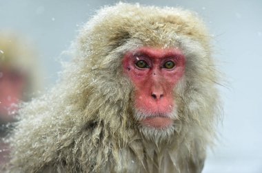 Doğal sıcak bahar kar maymun. Japon makak (bilimsel adı: Macaca fuscata), kar maymun olarak da bilinen.