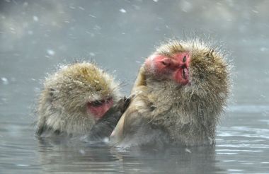 Doğal kaplıca'da kar maymun. Temizlik yordamı. Japon makak (bilimsel adı: Macaca fuscata), kar maymun olarak da bilinen.