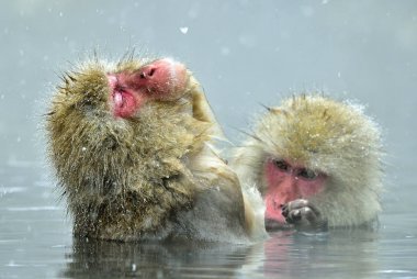 Doğal kaplıca'da kar maymun. Temizlik yordamı. Japon makak (bilimsel adı: Macaca fuscata), kar maymun olarak da bilinen.