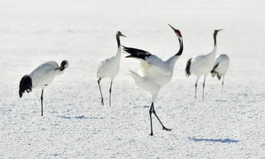 Vinçler dans. Kırmızı taç vinçler (bilimsel adı: Grus japonensis), Japon vinç veya Mançurya Vinçler olarak da bilinir, bir büyük Doğu Asya vinç.