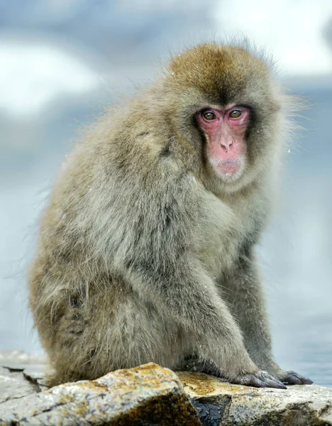 Mono Nieve Macaco Japonés Nombre Científico Macaca Fuscata También Conocido —  Fotos de Stock