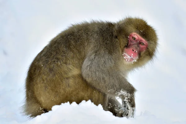 雪猴在雪地上 冬天的季节 日本猕猴 科学名字 Fuscata 也被称为雪猴 — 图库照片