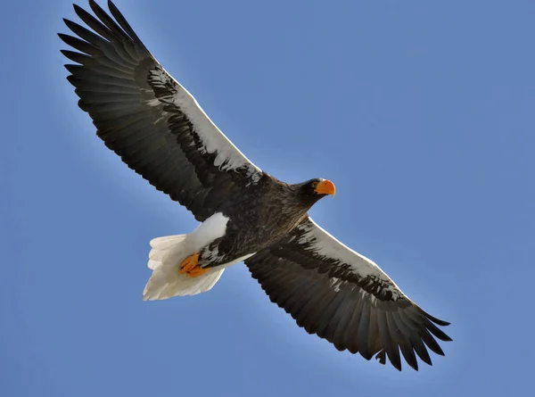 Skyhöga Stellers Sea Eagle Blå Himmel Bakgrund Adult Stellers Sea — Stockfoto