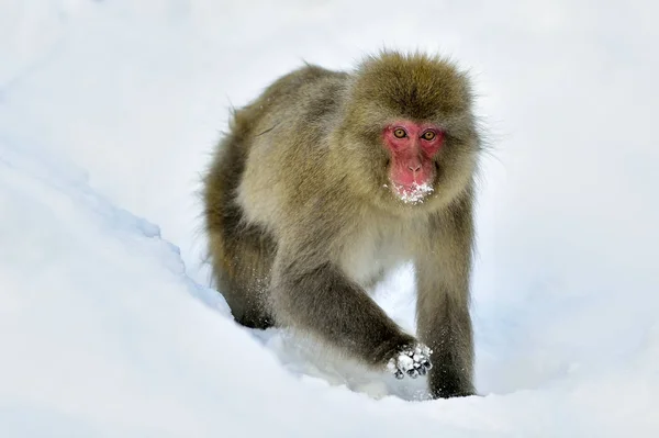 Снежная Обезьяна Снегу Зимний Сезон Японский Макак Научное Название Macaca — стоковое фото