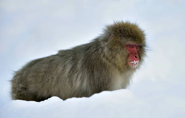 Mono Nieve Nieve Temporada Invierno Macaco Japonés Nombre Científico Macaca — Foto de Stock