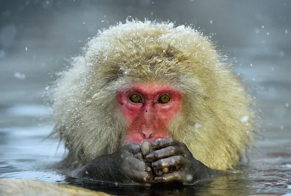 Snow monkey in natural hot spring. The Japanese macaque ( Scientific name: Macaca fuscata), also known as the snow monkey.