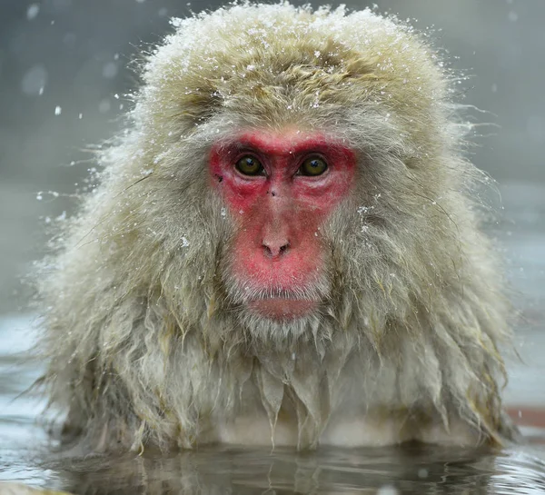 Singe Des Neiges Dans Une Source Chaude Naturelle Macaque Japonais — Photo