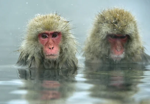 Χιόνι Πιθήκους Φυσικό Ζεστό Άνοιξη Διαδικασία Καθαρισμού Την Ιαπωνική Macaque — Φωτογραφία Αρχείου