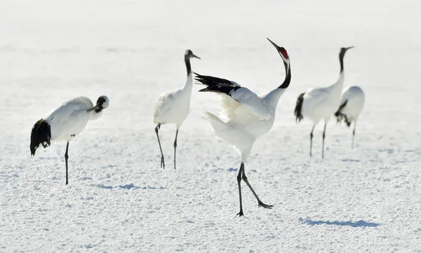 Grúas Danzantes Las Grúas Corona Roja Nombre Científico Grus Japonensis —  Fotos de Stock