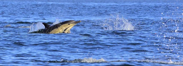 Dolphin, swimming in the ocean and hunting for fish. Dolphin swim and jumping from the water. The Long-beaked common dolphin (scientific name: Delphinus capensis) in atlantic ocean.