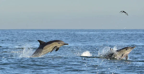 Dolphins swimming in the ocean and hunting for fish. Dolphins swim and jumping from the water. The Long-beaked common dolphin (scientific name: Delphinus capensis) in atlantic ocean.