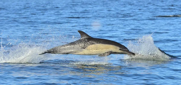 Dolphin, swimming in the ocean and hunting for fish. Dolphin swim and jumping from the water. The Long-beaked common dolphin (scientific name: Delphinus capensis) in atlantic ocean.