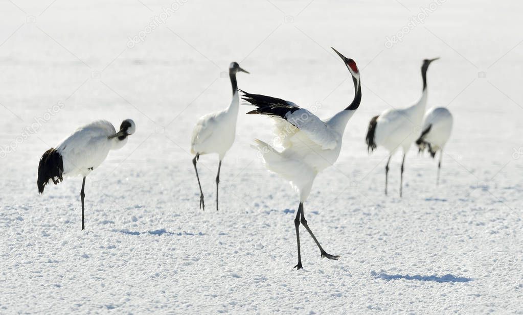 Dancing Cranes. The red-crowned cranes (Scientific name: Grus japonensis), also called the Japanese cranes or Manchurian cranes, is a large East Asian crane.