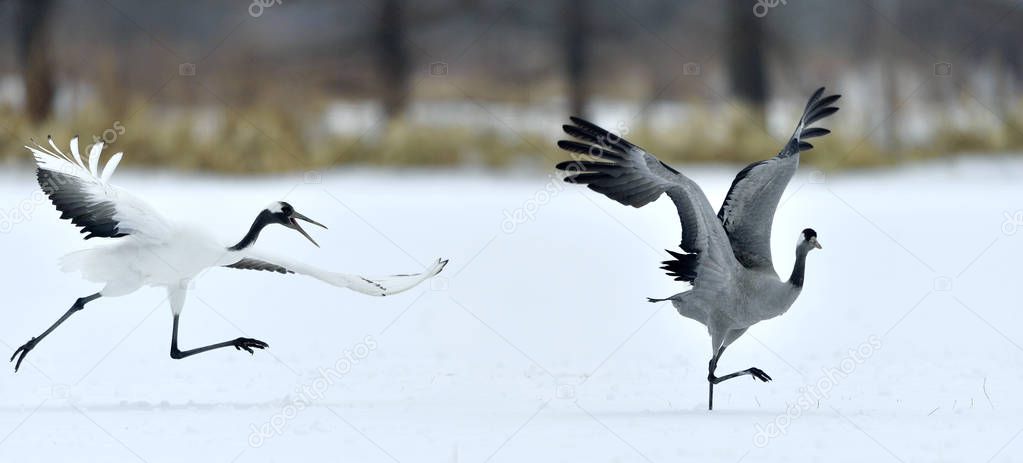 The gray crane runs away from the Japanese crane. Snow white background. Winter season