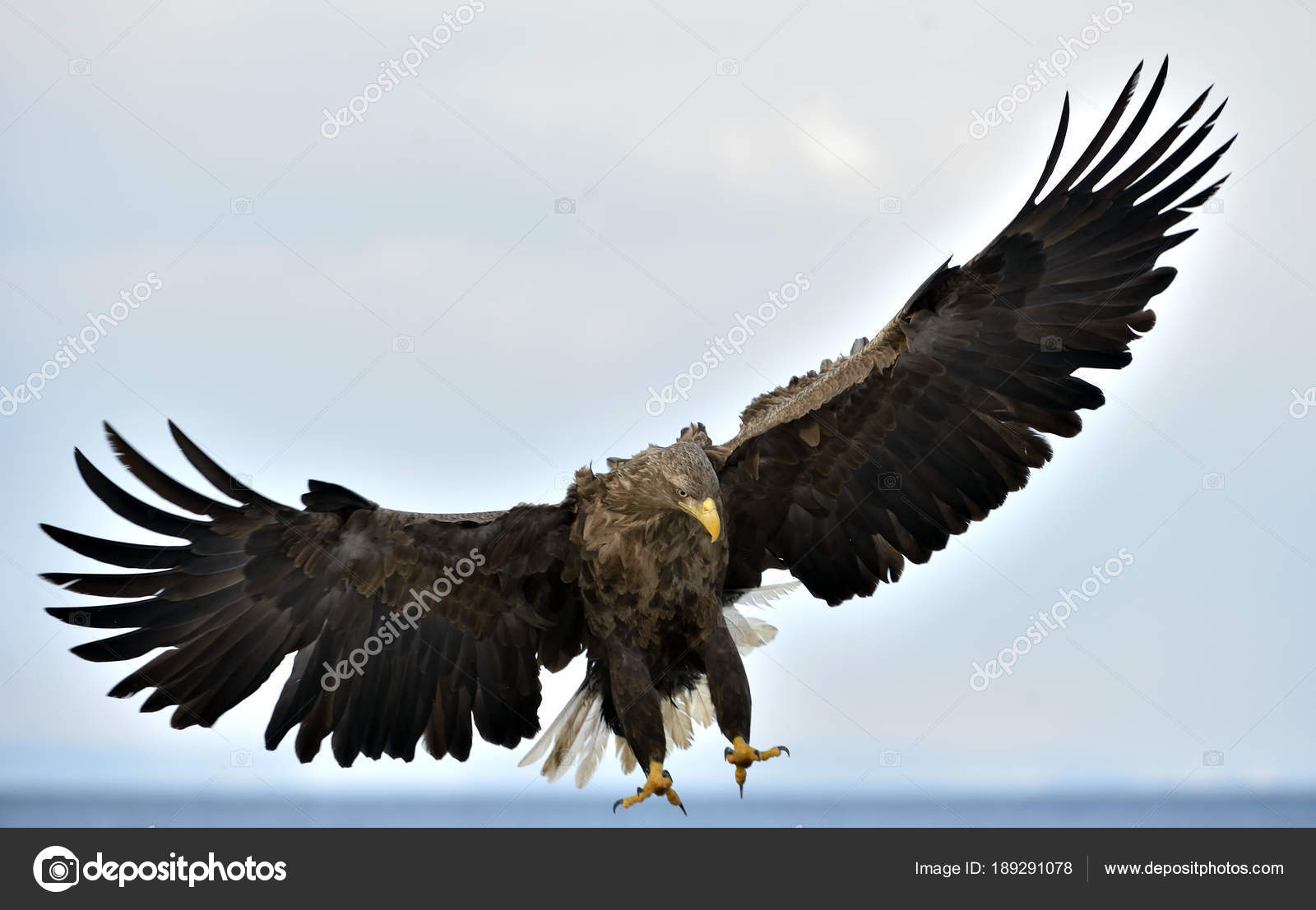Aigle En Vol Images Libres De Droit Photos De Aigle En Vol Depositphotos