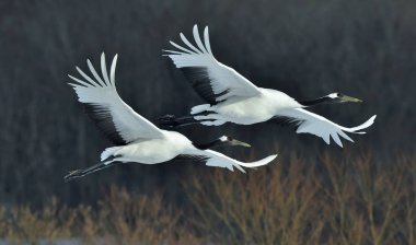 Kırmızı taç Vinçler uçuş. Bilimsel adı: Grus japonensis, olarak da bilinir Japon vinç veya Mançurya vinç.