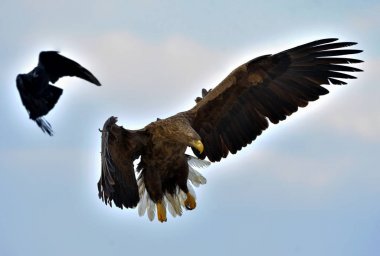 Yetişkin beyaz kuyruklu kartal uçuyor. Mavi gökyüzü arka planı. Bilimsel adı Haliaeetus albicilla, ayrıca ern, erne, gri kartal, Avrasya deniz kartalı ve beyaz kuyruklu deniz kartalı olarak da bilinir..