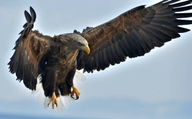 Yetişkin beyaz kuyruklu kartal uçuyor. Mavi gökyüzü arka planı. Bilimsel adı Haliaeetus albicilla, ayrıca ern, erne, gri kartal, Avrasya deniz kartalı ve beyaz kuyruklu deniz kartalı olarak da bilinir..
