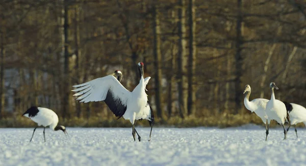 Dancing Cranes Red Crowned Crane Scientific Name Grus Japonensis Also — Stock Photo, Image