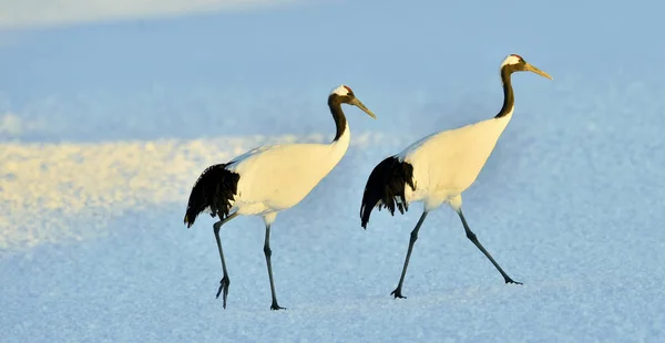 Dansande Tranor Rödkronad Kranen Vetenskapligt Namn Grus Japonensis Även Kallad — Stockfoto