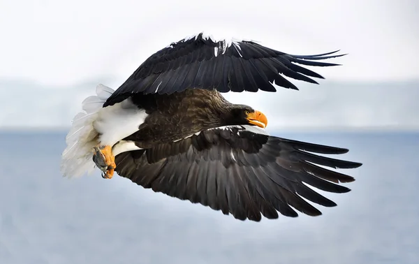 Adult Stellers Sea Eagle Landade Och Spridningen Wing Stellers Sea — Stockfoto