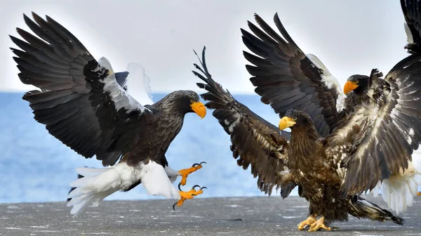 Dospělý Orel Přistál Šíření Křídla Orel Vědecký Název Haliaeetus Obrovské — Stock fotografie