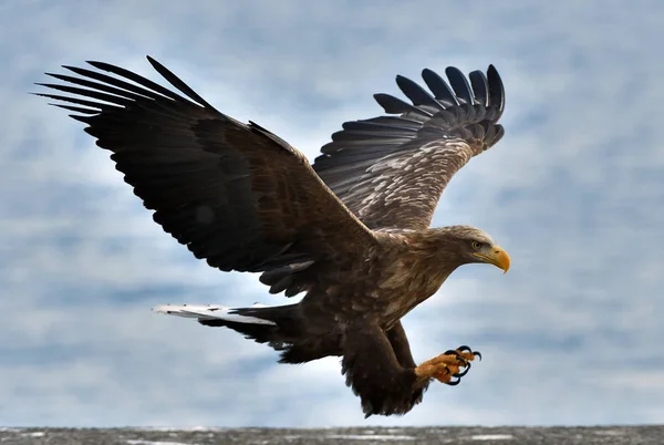 大人の白尾ワシの飛行中 青空の背景 Haliaeetus Albiilla Ern Erne Gray Eagle ユーラシア イーグル — ストック写真