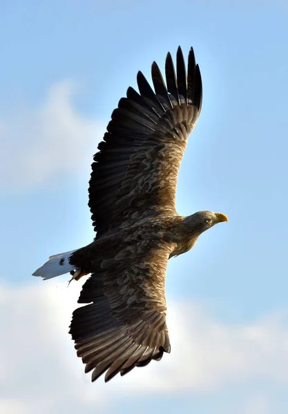 Volwassen Zeearend Vlucht Blauwe Lucht Achtergrond Wetenschappelijke Naam Haliaeetus Albicilla — Stockfoto