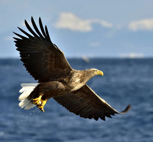 Skyhöga Stellers Sea Eagle Blå Himmel Bakgrund Adult Stellers Sea — Stockfoto