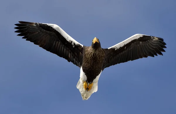 Seeadler Höhenflug Blauer Himmel Hintergrund Seeadler Wissenschaftlicher Name Haliaeetus Pelagicus — Stockfoto