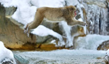 Kar maymun olarak atlama. Kış sezonu. Japon makak (bilimsel adı: Macaca fuscata), kar maymun olarak da bilinen.