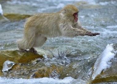 Snow monkey in natural hot spring. The Japanese macaque ( Scientific name: Macaca fuscata), also known as the snow monkey. clipart