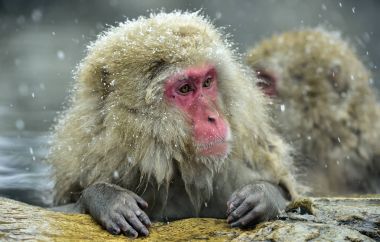 Doğal sıcak bahar kar maymun. Japon makak (bilimsel adı: Macaca fuscata), kar maymun olarak da bilinen.