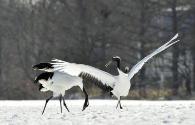 Vinçler dans. Kırmızı taç vinç (bilimsel adı: Grus japonensis), Japon vinç veya Mançurya vinç olarak da bilinir, bir büyük Doğu Asya vinç.
