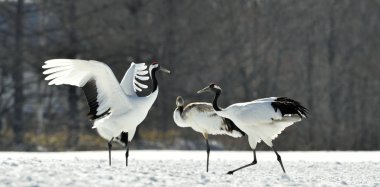 Vinçler dans. Kırmızı taç vinç (bilimsel adı: Grus japonensis), Japon vinç veya Mançurya vinç olarak da bilinir, bir büyük Doğu Asya vinç.