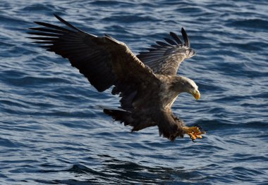 Ak kuyruklu kartal uçuş, balıkçılık. Ak kuyruklu kartal (Haliaeetus albicilla), ern, erne, gri Kartal, Avrasya deniz kartal ve ak kuyruklu deniz-kartal da bilinen.