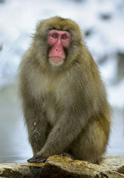 Mono Nieve Macaco Japonés Nombre Científico Macaca Fuscata También Conocido — Foto de Stock