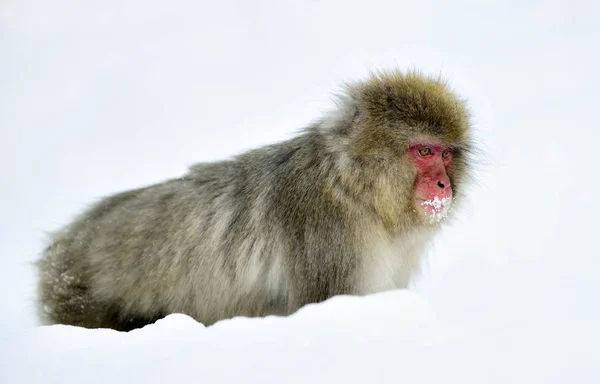 雪猴在雪地里 冬天的季节 日本猕猴 科学名字 Fuscata 也被称为雪猴 — 图库照片