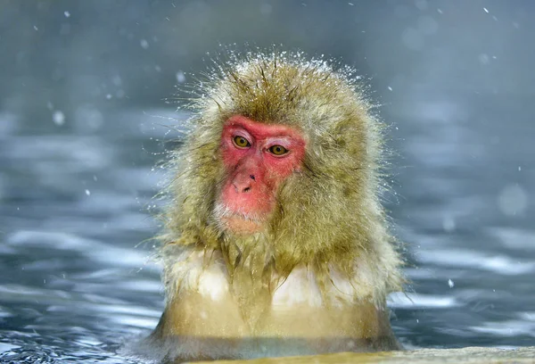 Macaco Neve Fonte Termal Natural Macaco Japonês Nome Científico Macaca — Fotografia de Stock