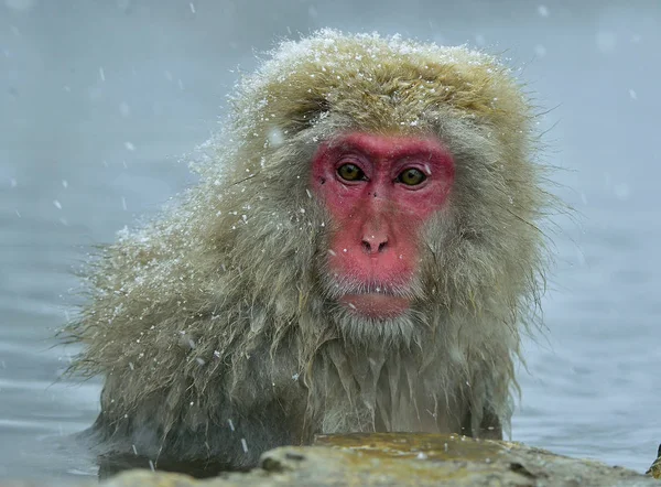 雪猴在自然的温泉里 日本猕猴 科学名字 Fuscata 也被称为雪猴 — 图库照片