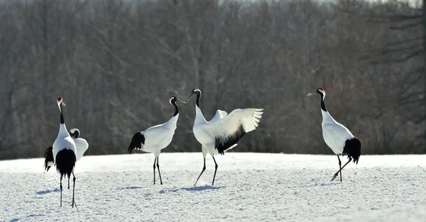 Dancing Cranes. The red-crowned crane (Scientific name: Grus japonensis), also called the Japanese crane or Manchurian crane, is a large East Asian crane.