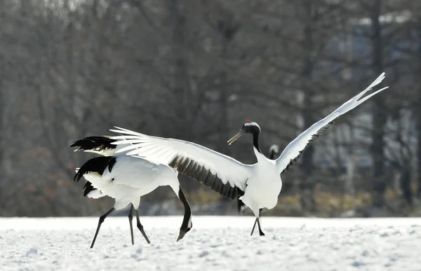 Dancing Cranes. The red-crowned crane (Scientific name: Grus japonensis), also called the Japanese crane or Manchurian crane, is a large East Asian crane.