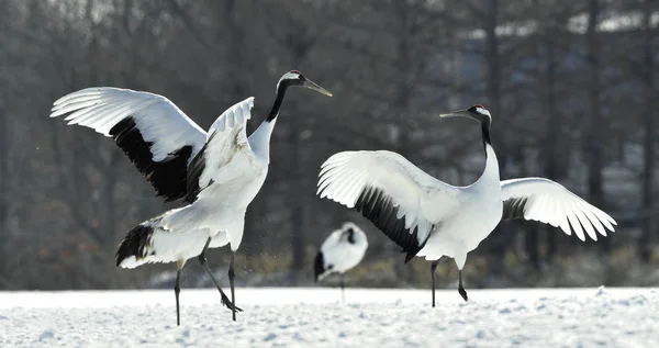 Tánc Daruk Vörös Koronás Daru Tudományos Neve Grus Japonensis Más — Stock Fotó