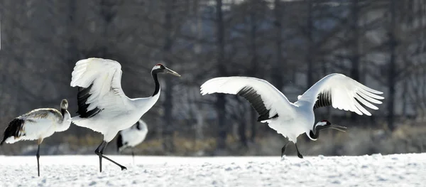 Dancing Cranes Red Crowned Crane Scientific Name Grus Japonensis Also — Stock Photo, Image