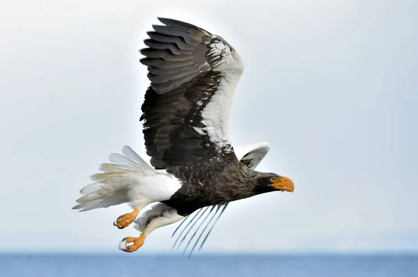 Adult Stellers Sea Eagle Flykten Stellers Sea Eagle Vetenskapliga Namn — Stockfoto