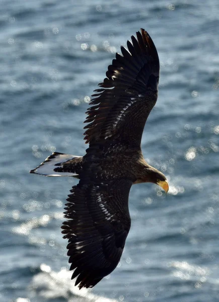 Aumento Aquila Mare Steller Aquila Mare Steller Adulto Nome Scientifico — Foto Stock