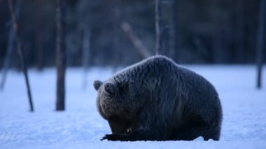 Geceleri kış ormanında kahverengi ayı. Bilimsel adı Ursus Arctos. Doğal yaşam alanı. Kış Ormanı.